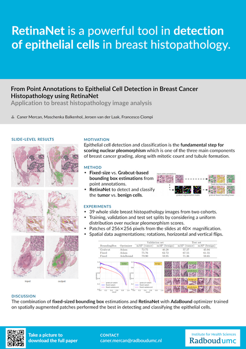 From Point Annotations to Epithelial Cell Detection in Breast Cancer Histopathology using RetinaNet