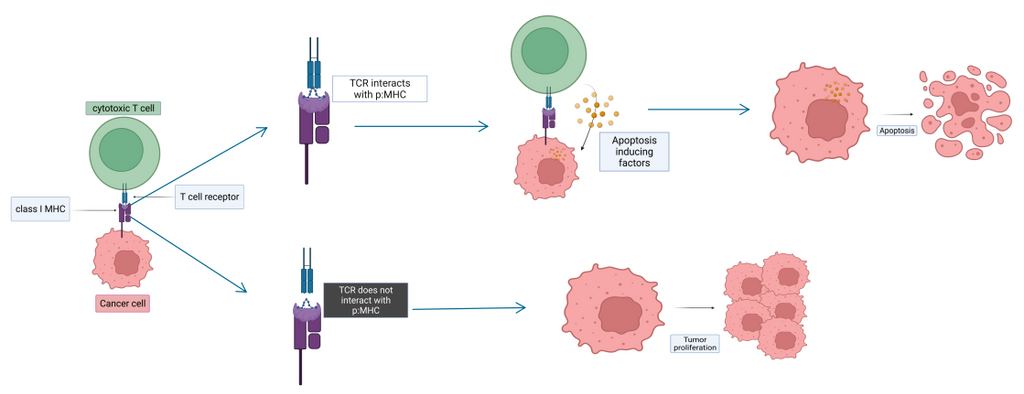 TCR-peptide:MHC complex