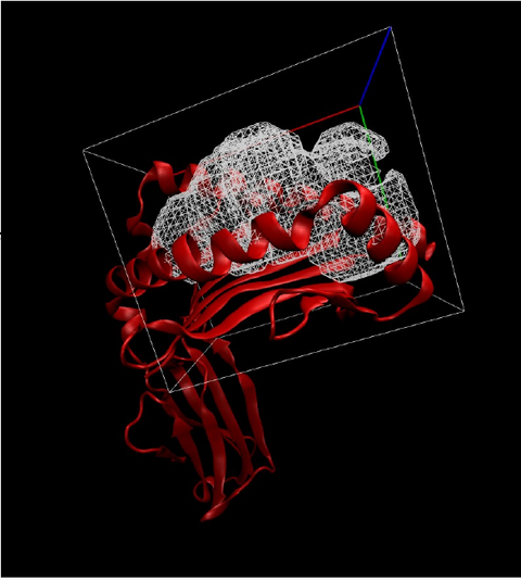 Grid at the interface of the p:MHC complex